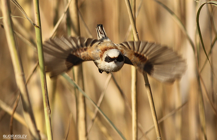 Eurasian Penduline Tit  Remiz pendulinus . Haon, 05-02-14. Lior Kislev